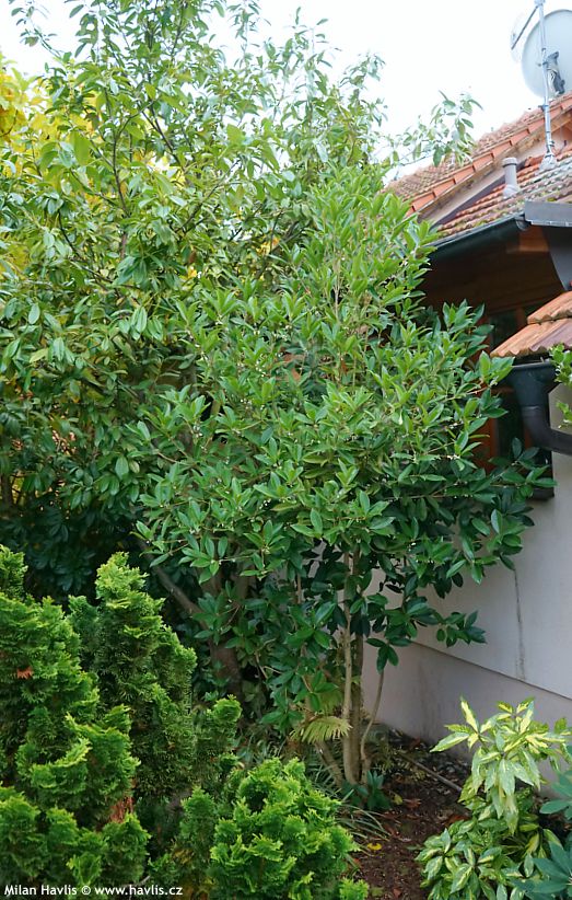 osmanthus fragrans Dentatus