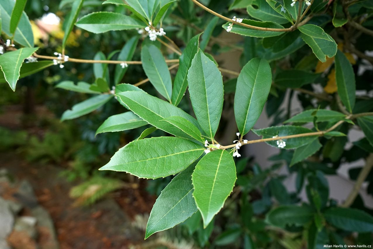 osmanthus fragrans Dentatus