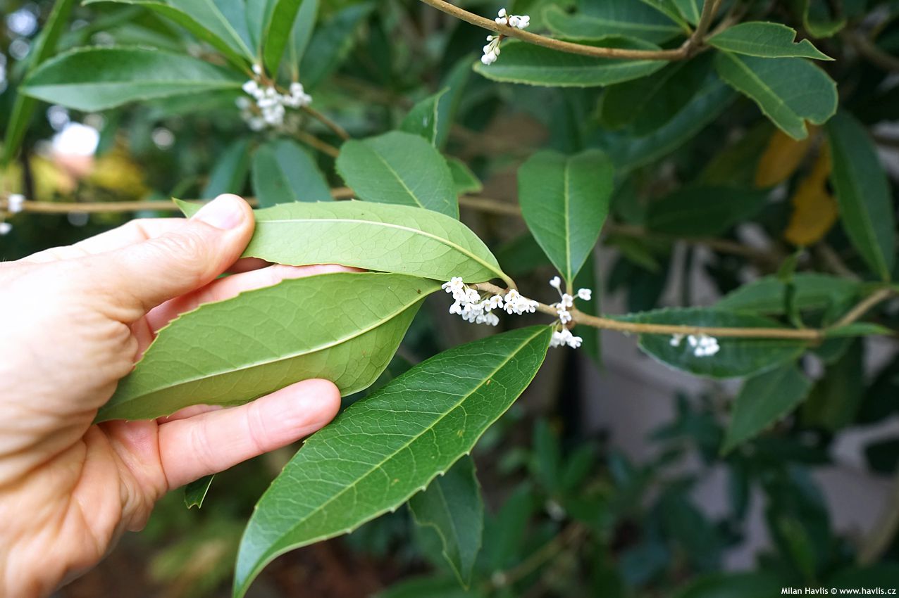 osmanthus fragrans Dentatus