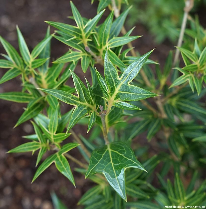 osmanthus heterophyllus Sasaba