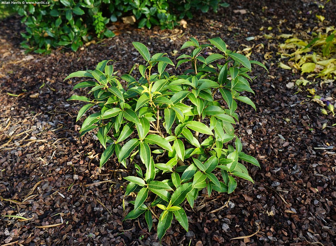 osmanthus serrulatus