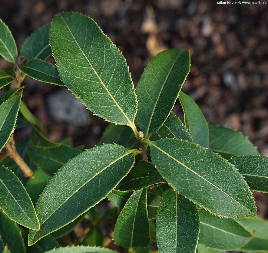 osmanthus serrulatus