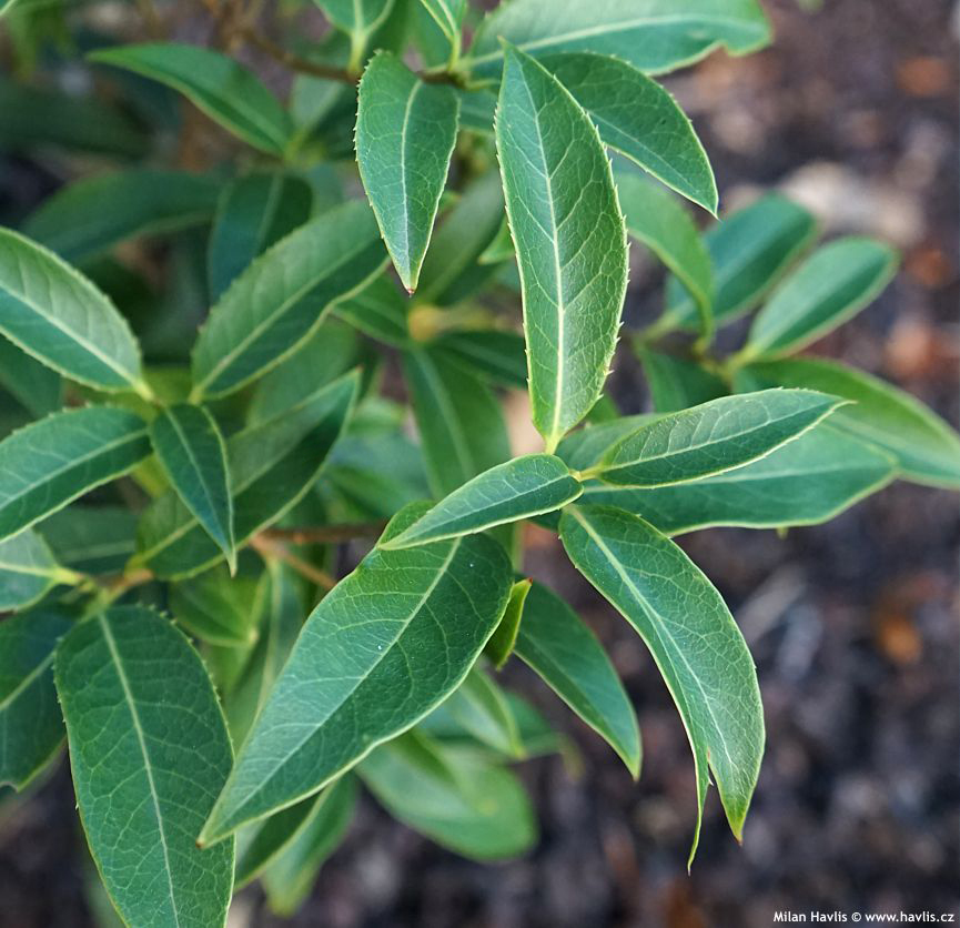 osmanthus serrulatus