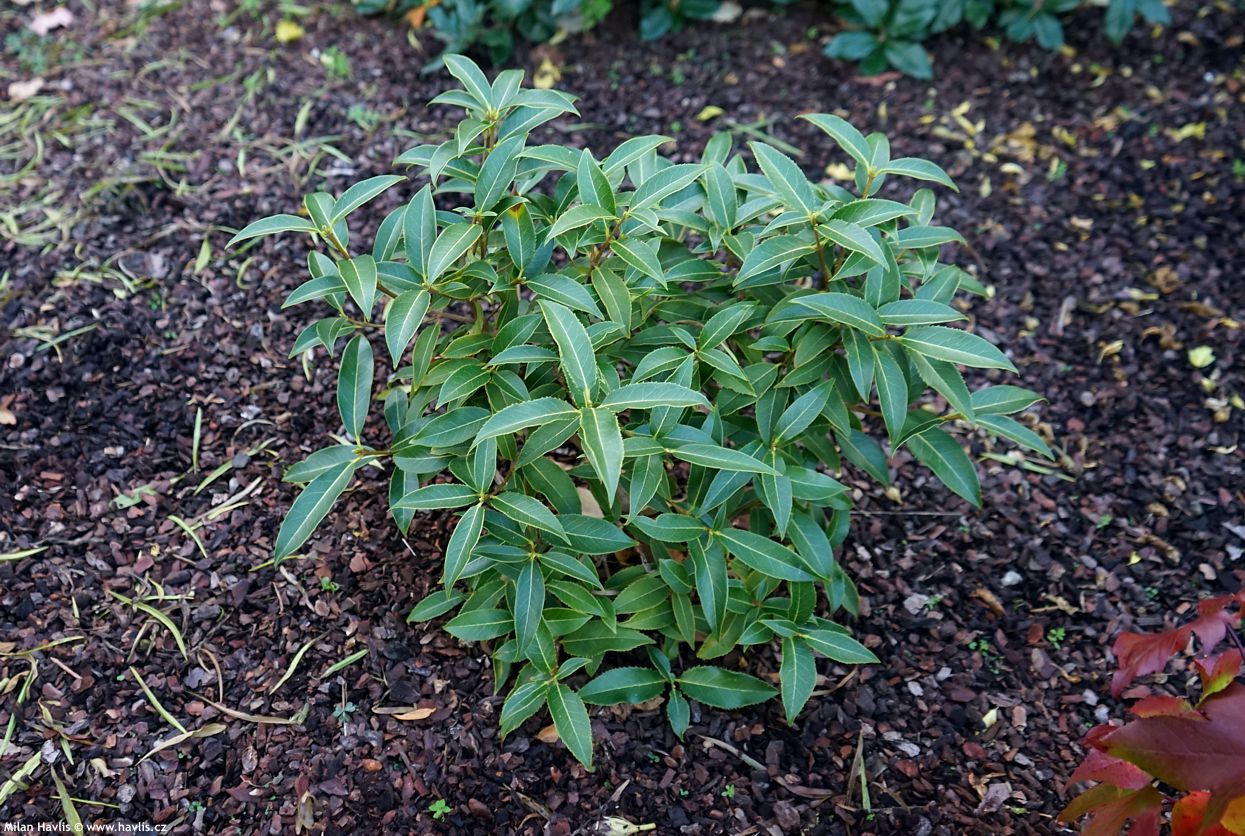osmanthus serrulatus