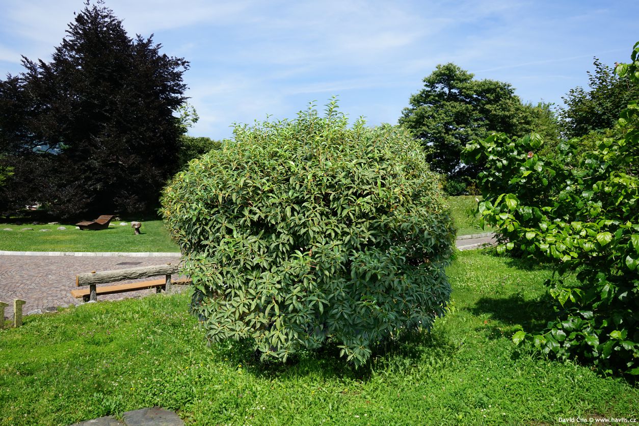 osmanthus serrulatus
