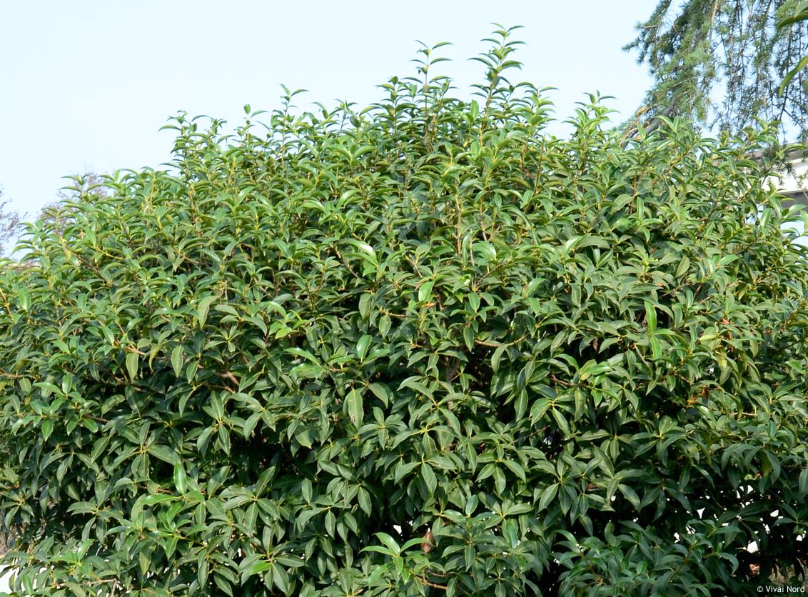 osmanthus serrulatus