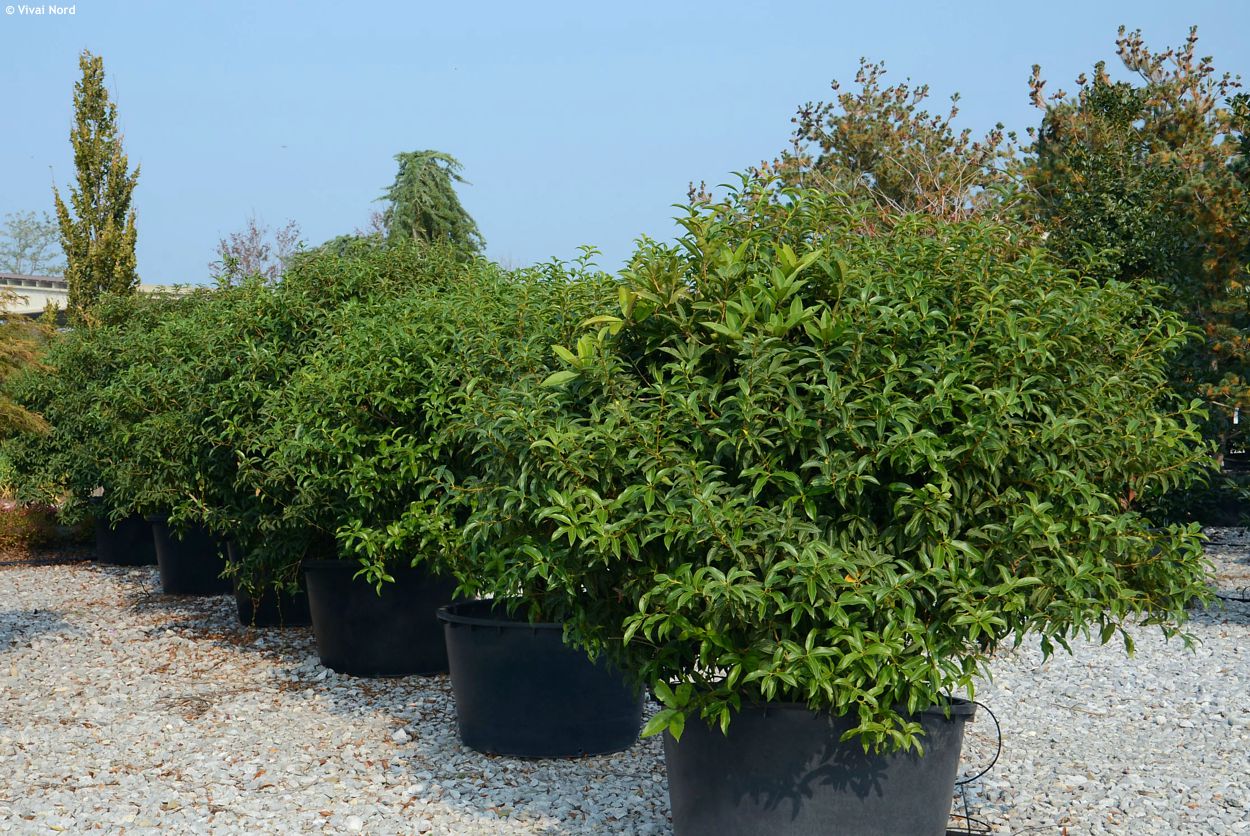 osmanthus serrulatus