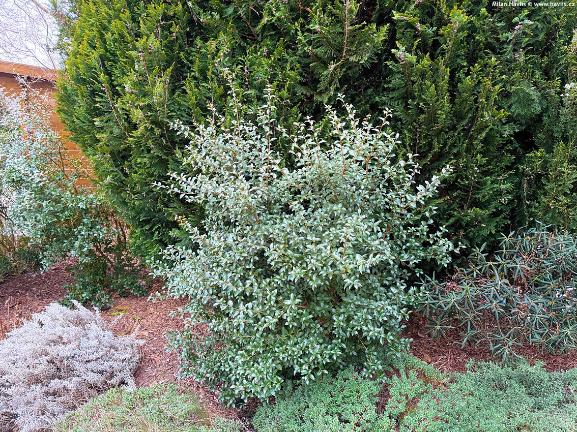 osmanthus x burwoodii