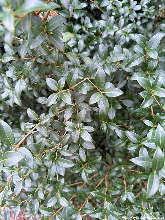 osmanthus x burwoodii