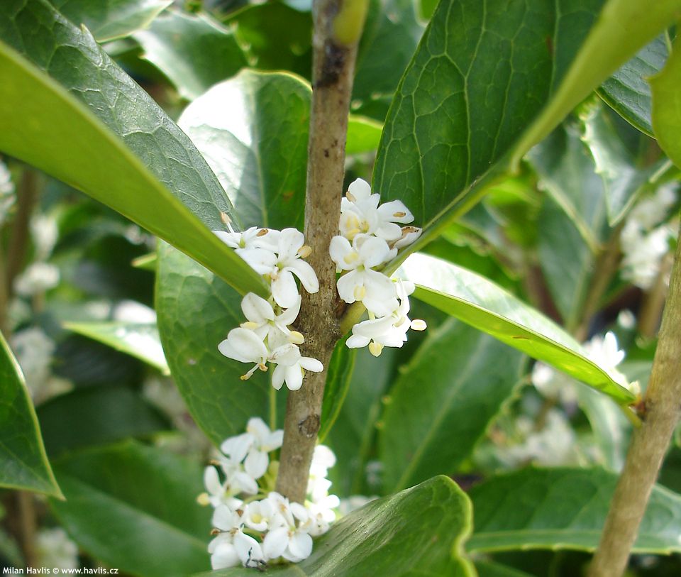 osmanthus x fortunei