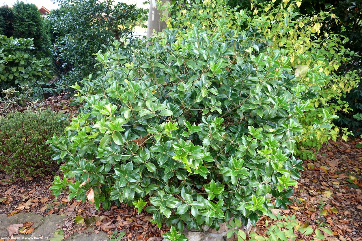 osmanthus x fortunei
