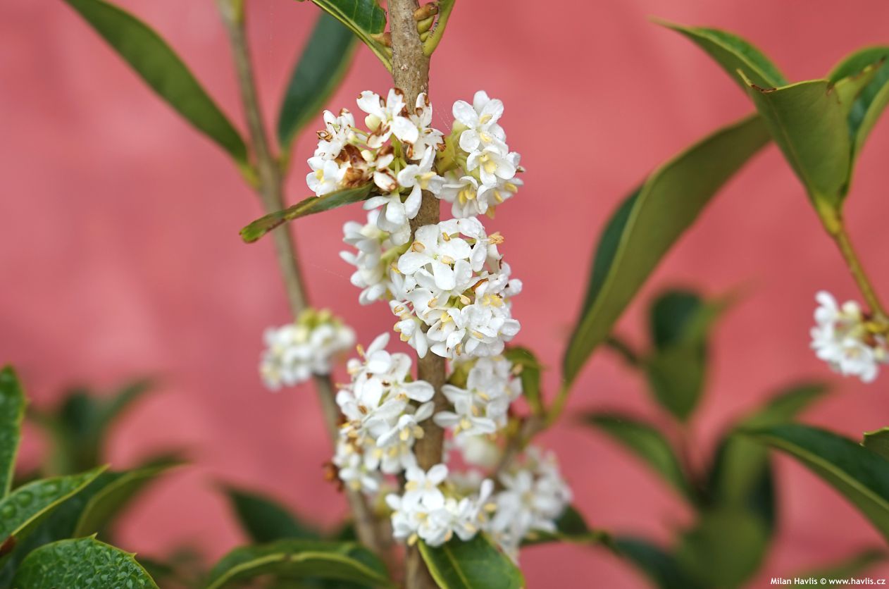 osmanthus x fortunei