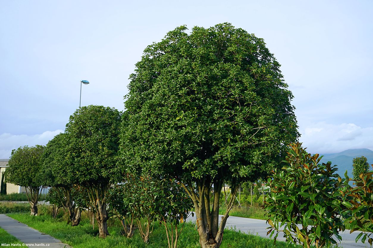 osmanthus x fortunei