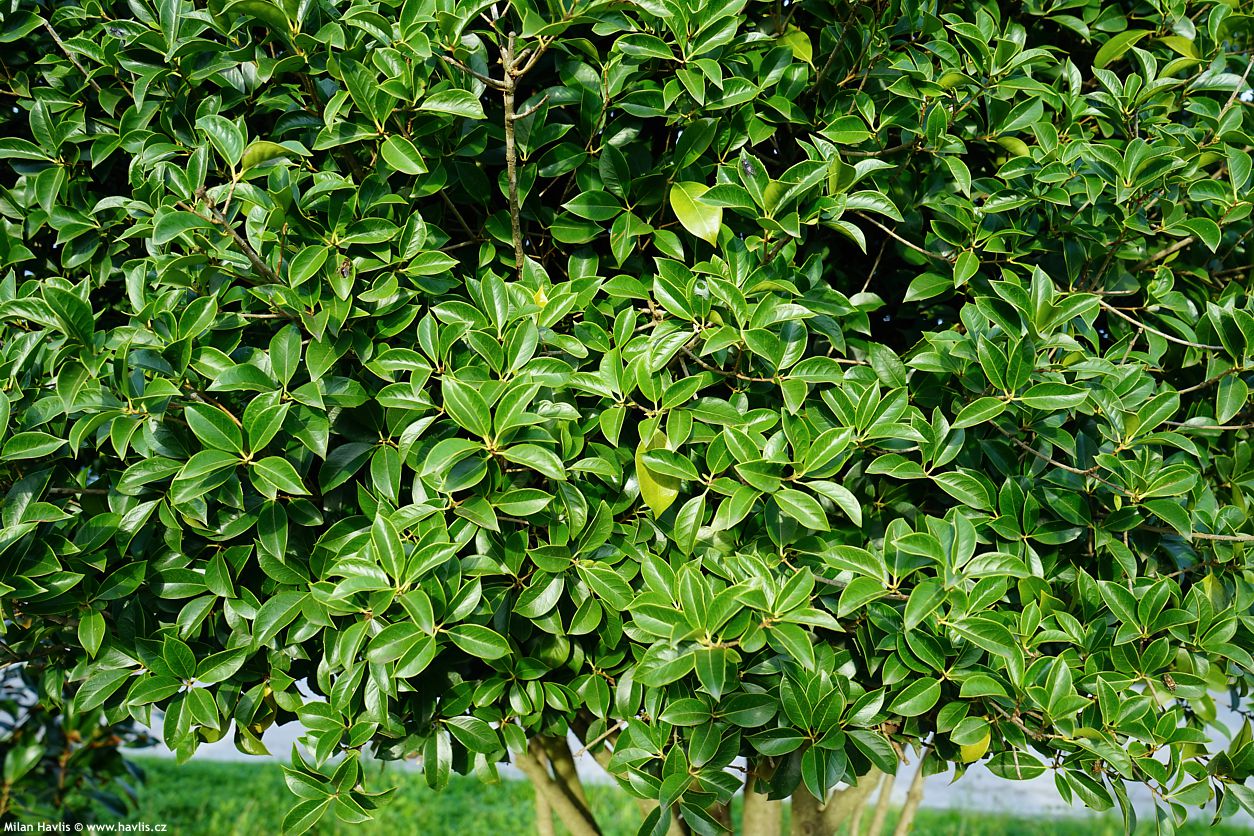 osmanthus x fortunei