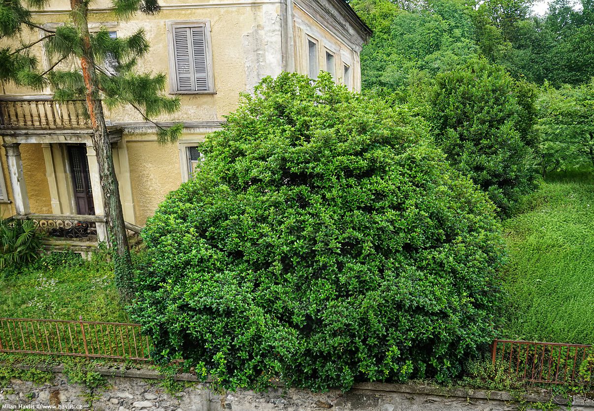 osmanthus x fortunei