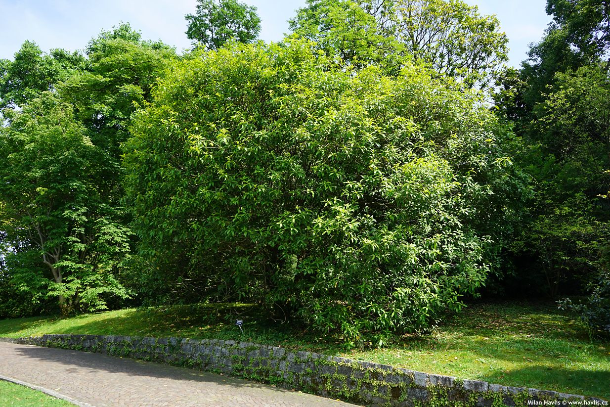 osmanthus yunnanensis
