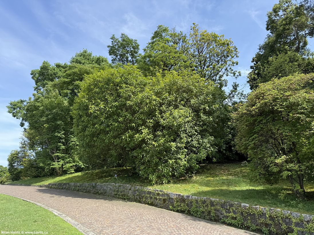 osmanthus yunnanensis