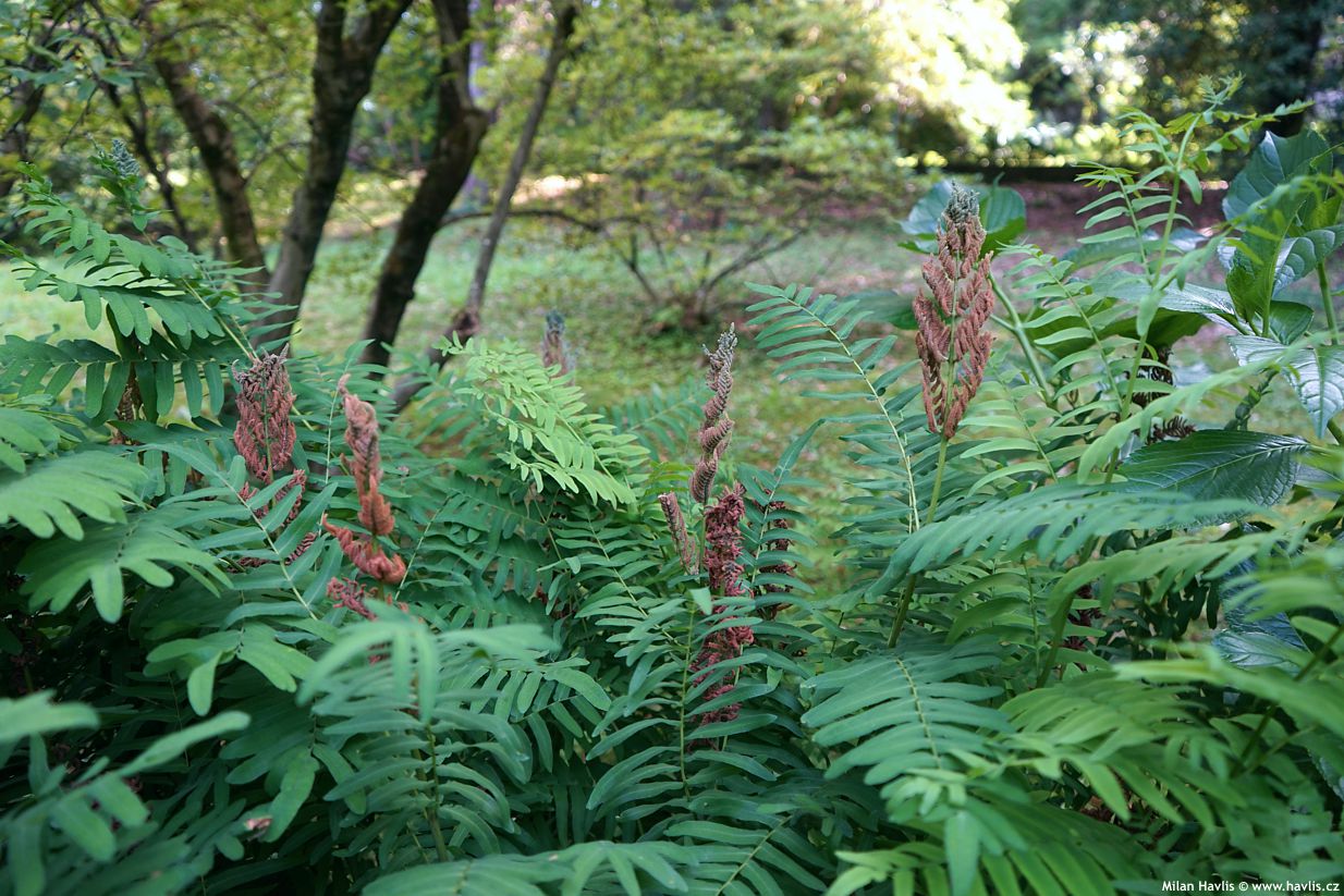 osmunda regalis