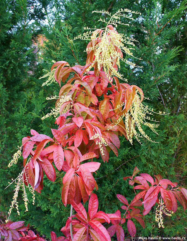 oxydendrum arboreum