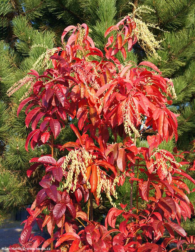 oxydendrum arboreum