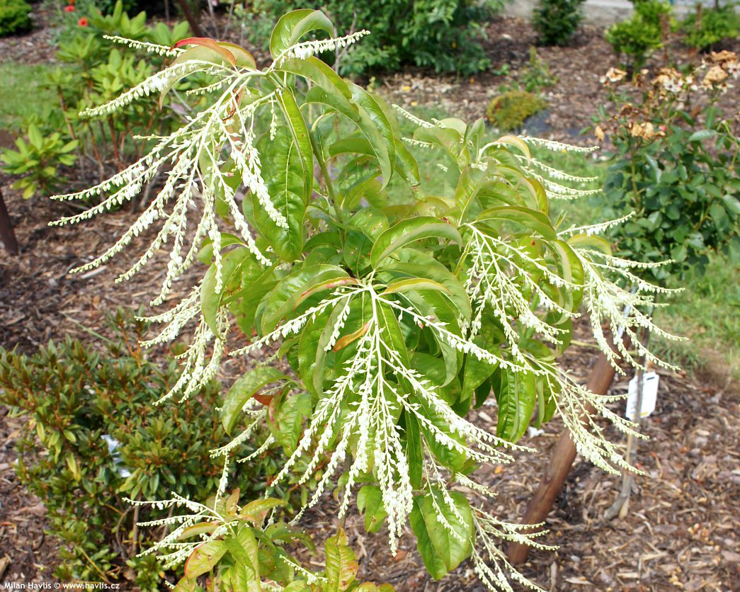 oxydendrum arboreum