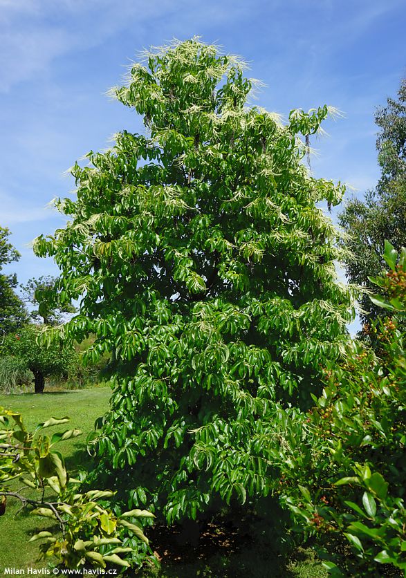 oxydendrum arboreum