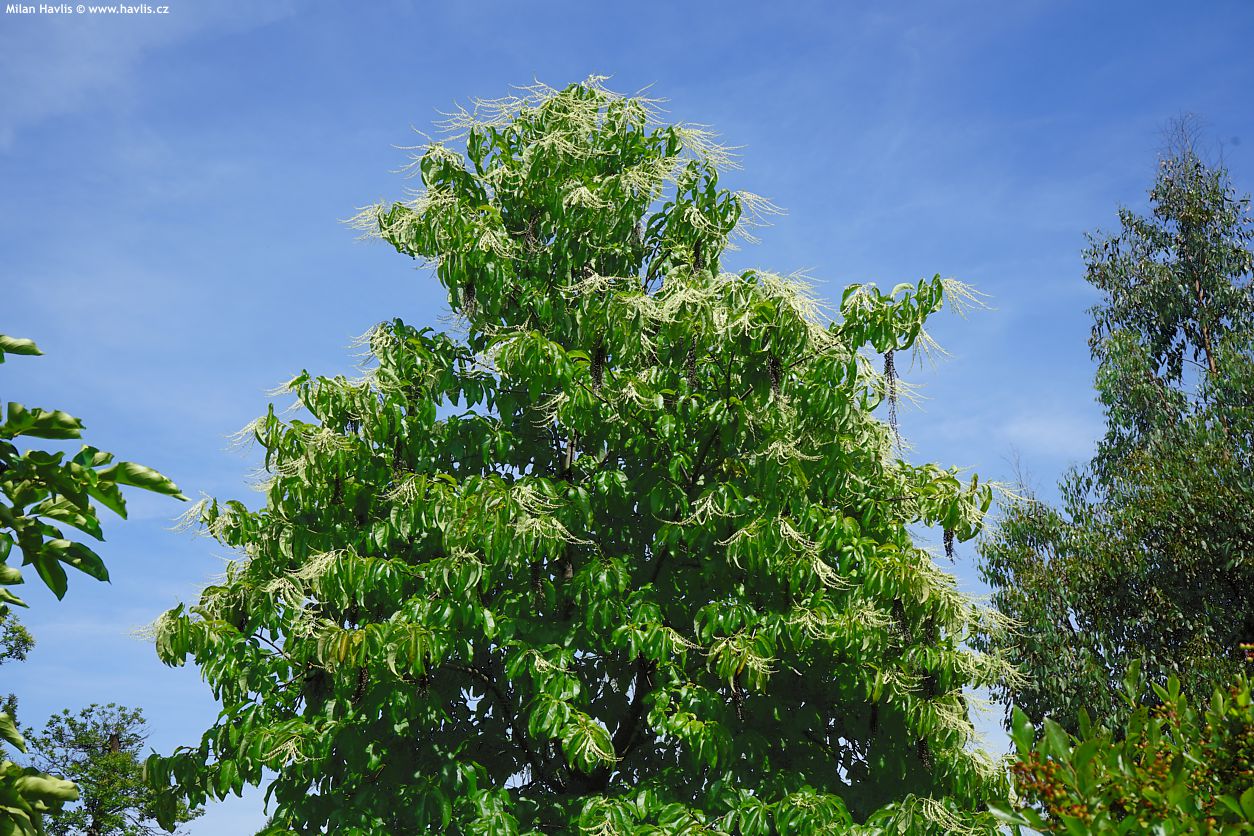 oxydendrum arboreum