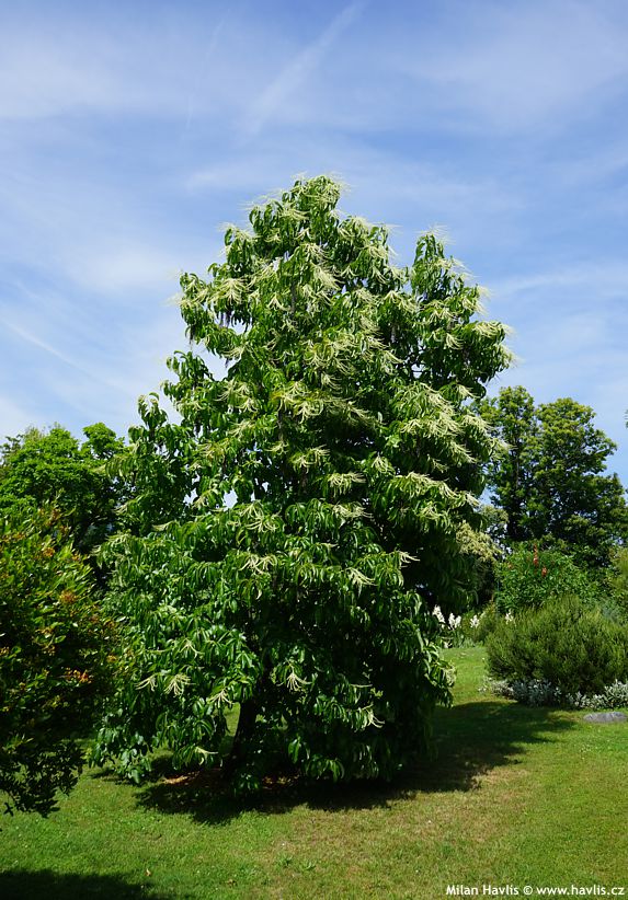 oxydendrum arboreum