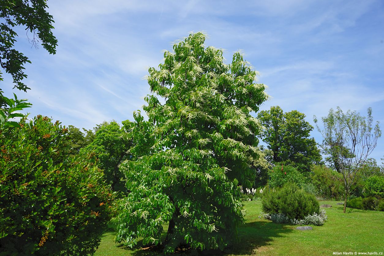 oxydendrum arboreum