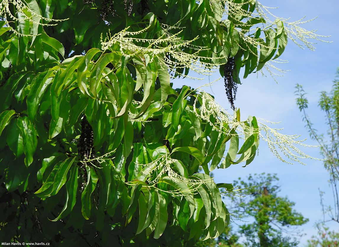 oxydendrum arboreum