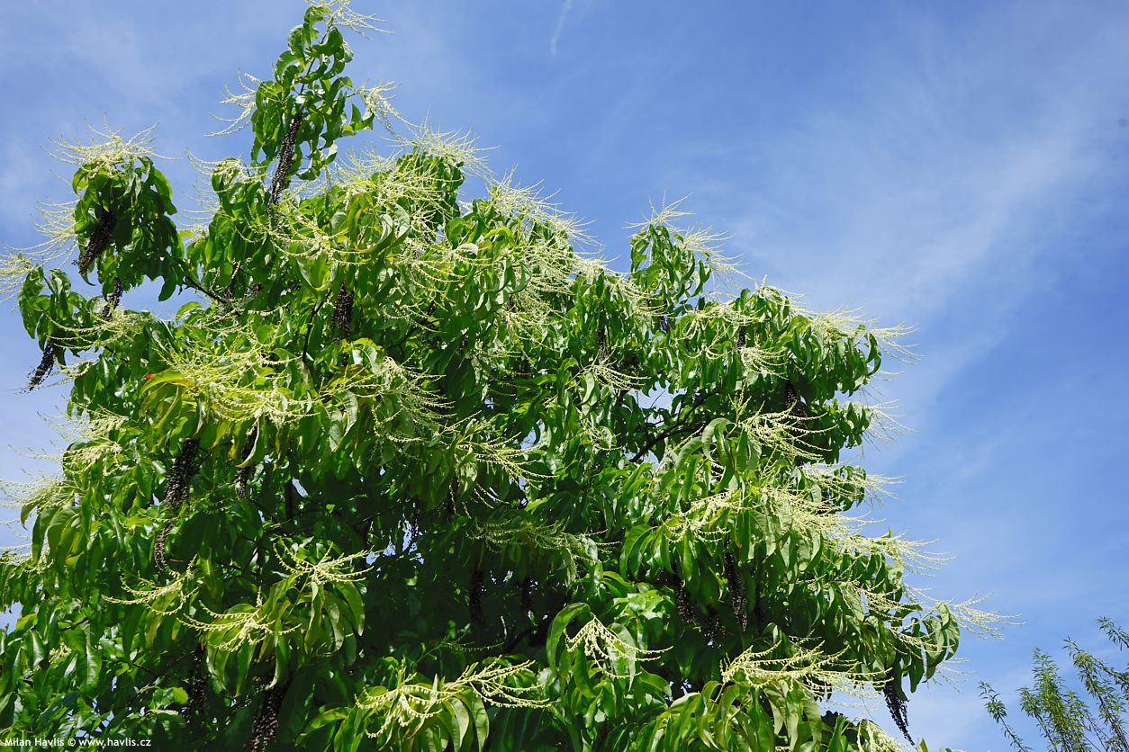 oxydendrum arboreum