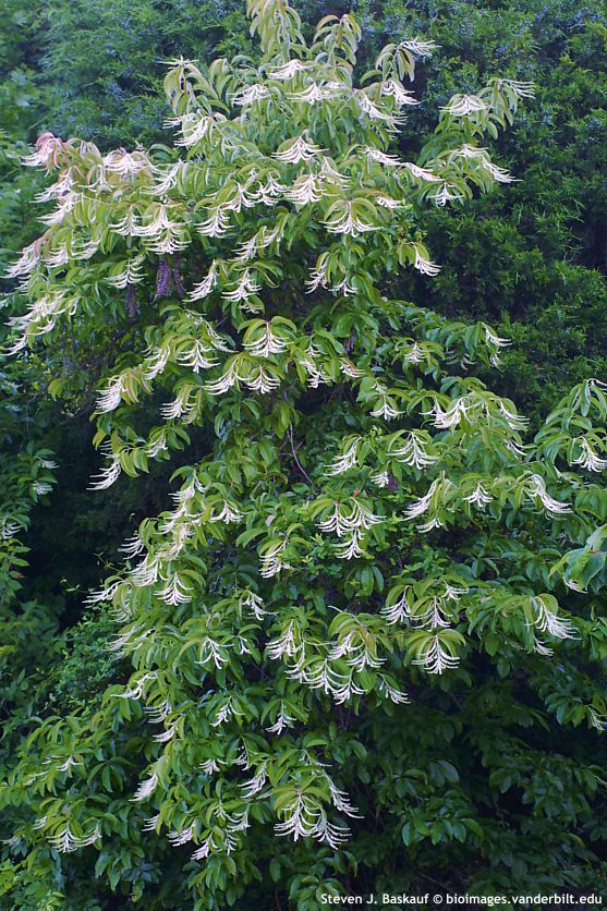 oxydendrum arboreum