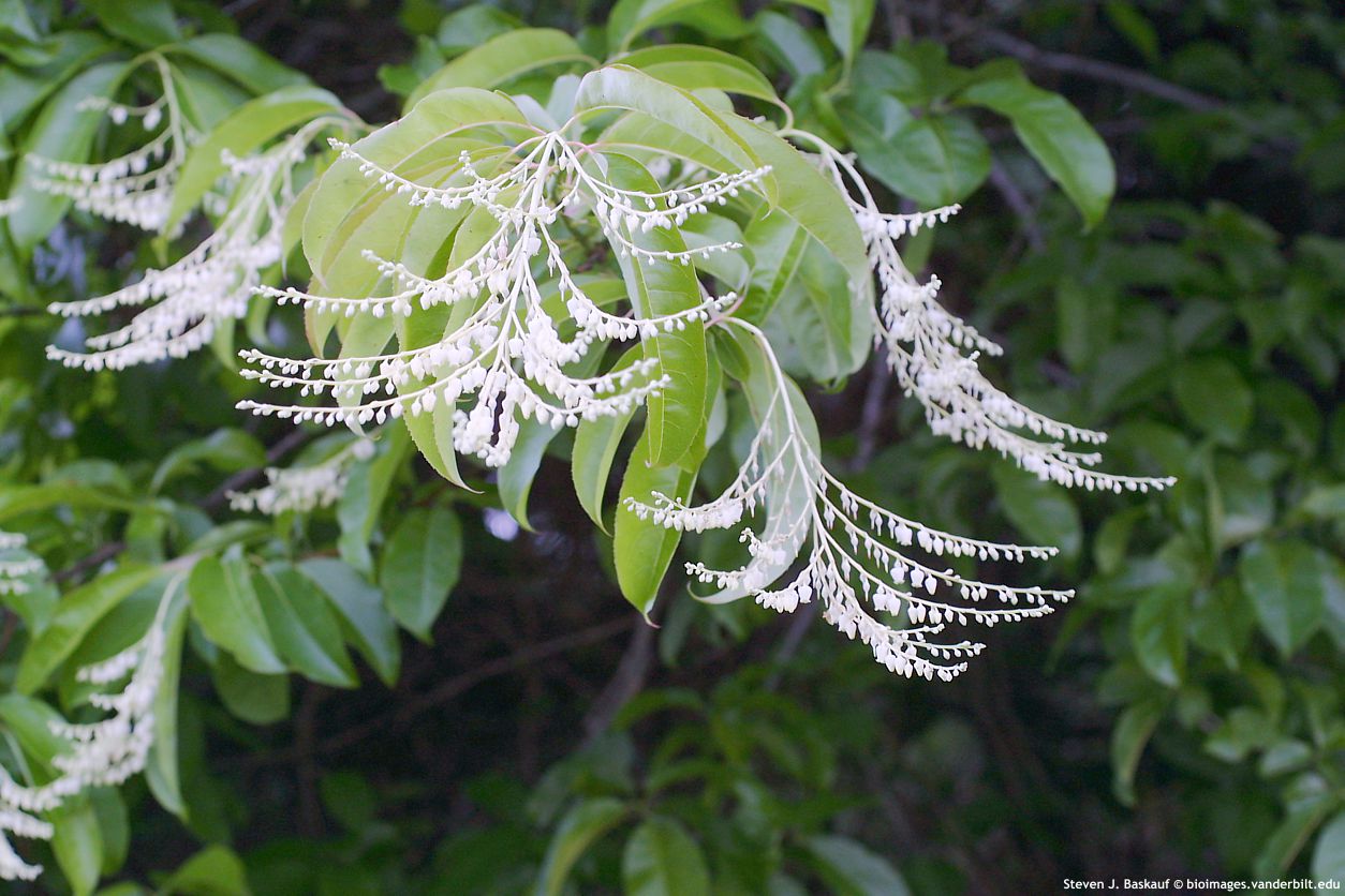 oxydendrum arboreum