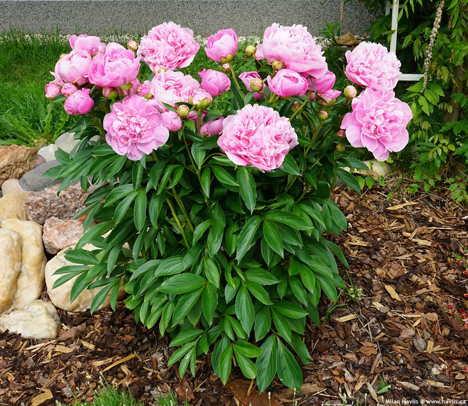 paeonia Alexander Fleming