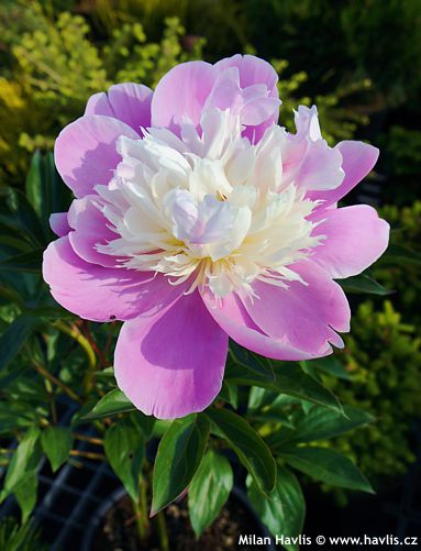 Paeonia 'BOWL OF BEAUTY'