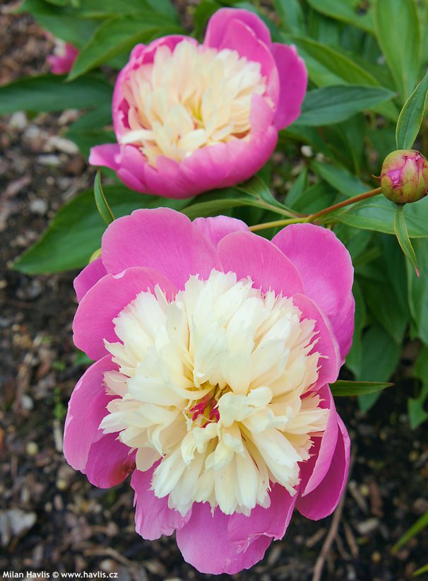 paeonia Bowl of Beauty