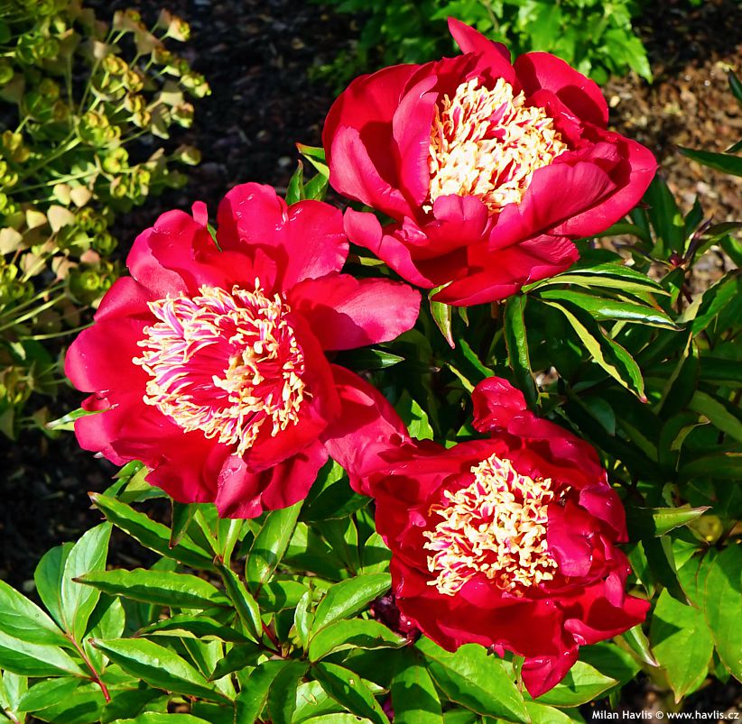 paeonia Charles Burgess