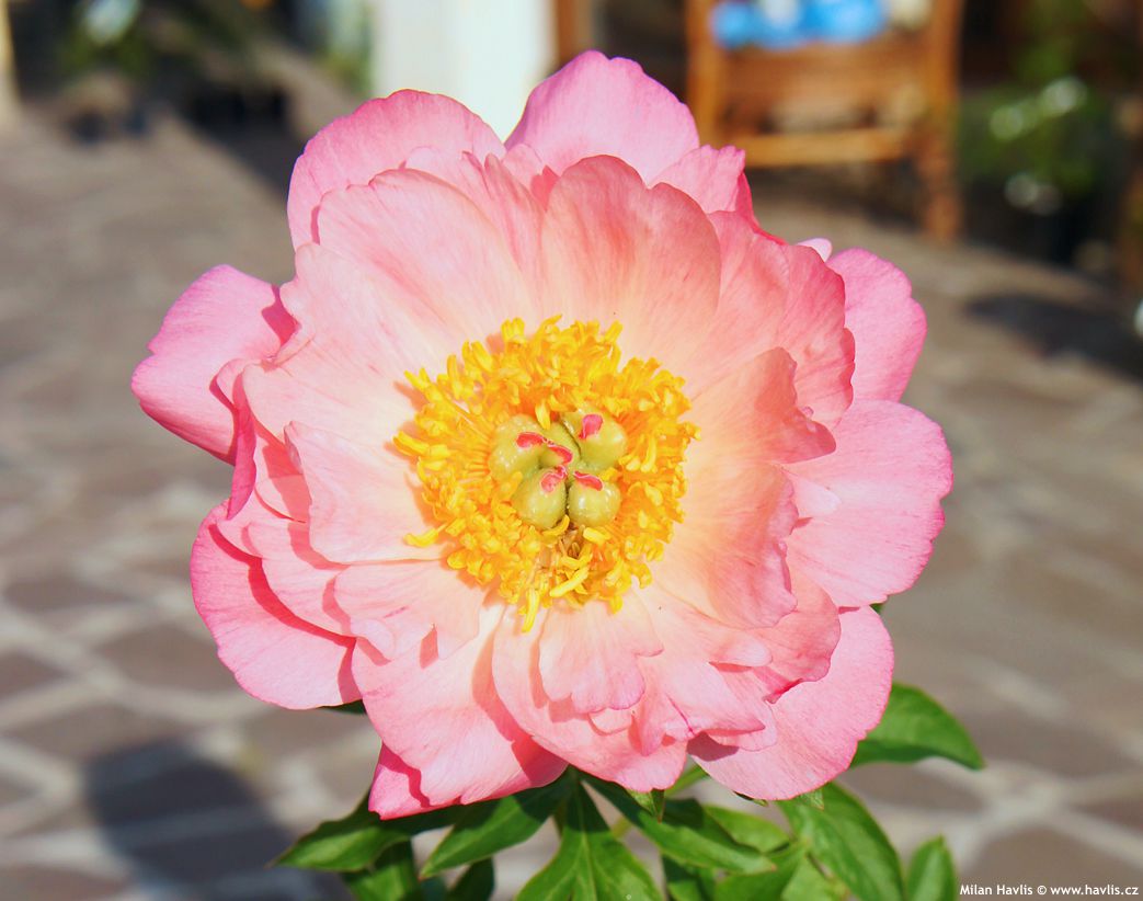 paeonia Coral Sunset