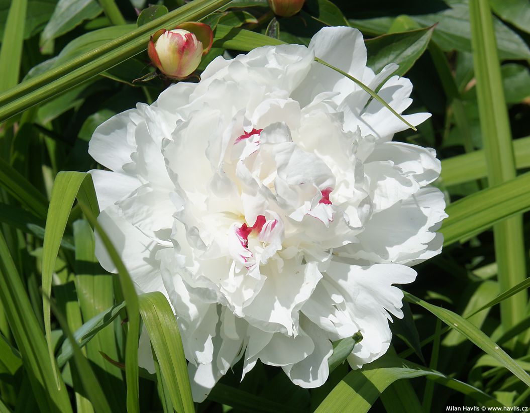 paeonia Festiva Maxima