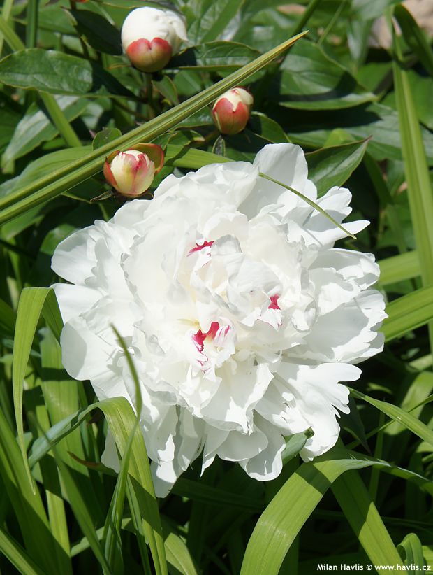 paeonia Festiva Maxima