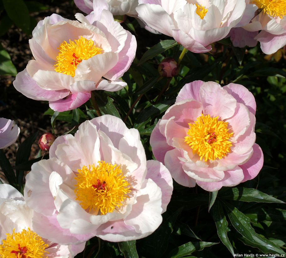 paeonia Fushiama