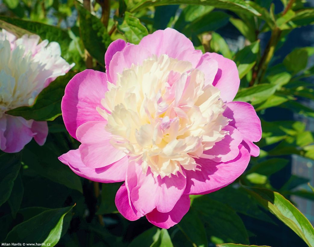 paeonia Gay Paree