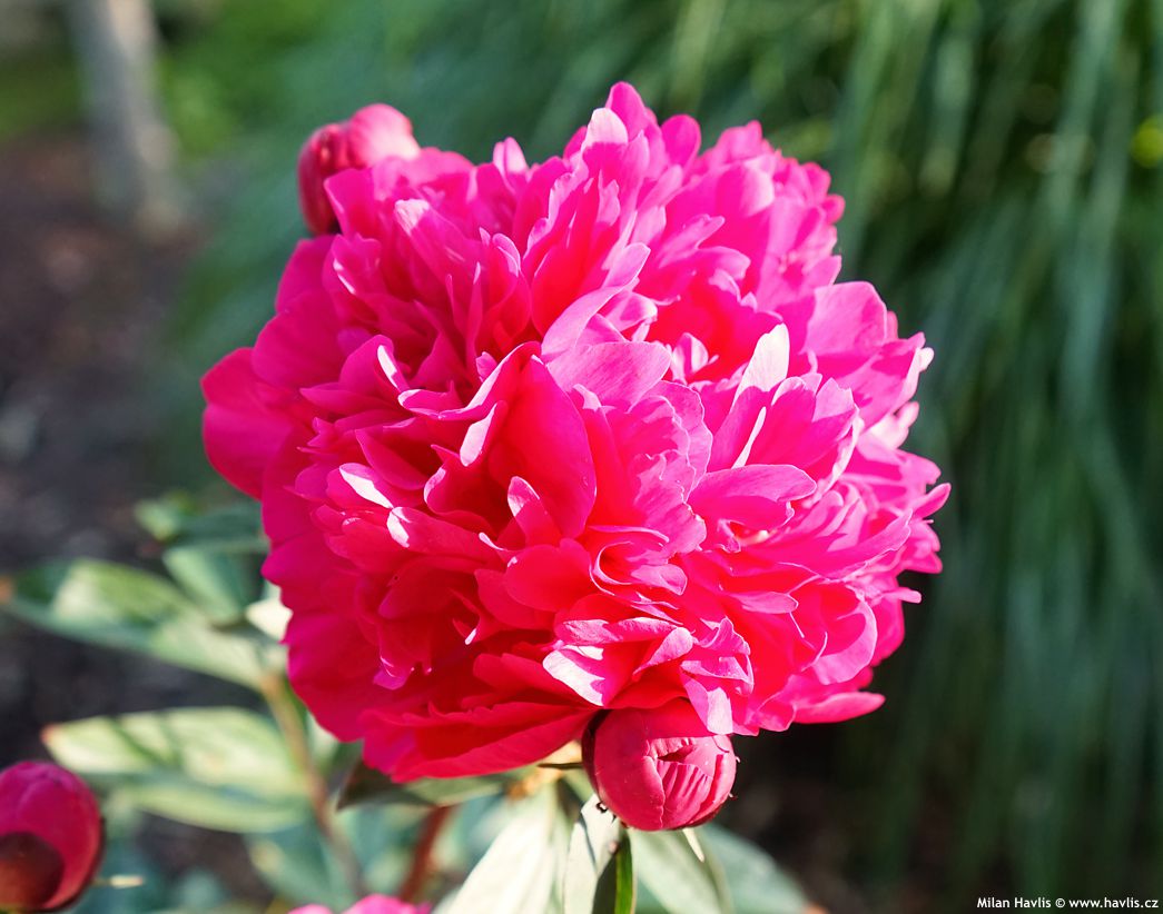 paeonia Kansas