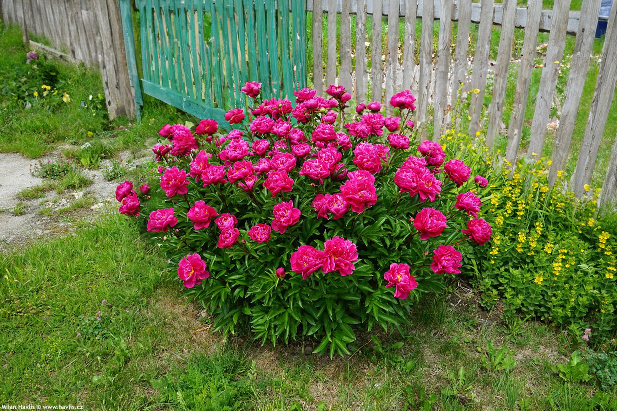 paeonia Karl Rosenfield
