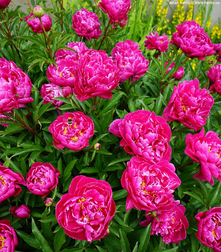 paeonia Karl Rosenfield