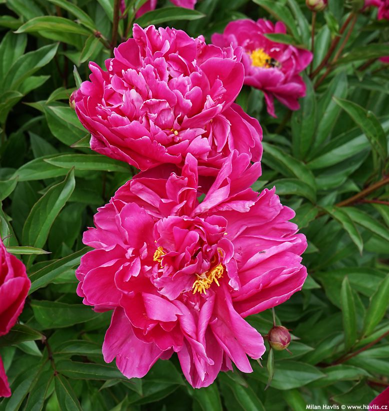 paeonia Karl Rosenfield