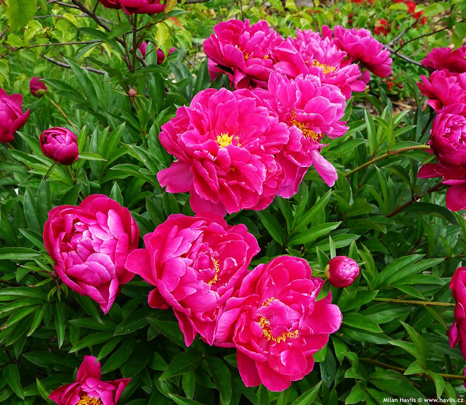 paeonia Karl Rosenfield