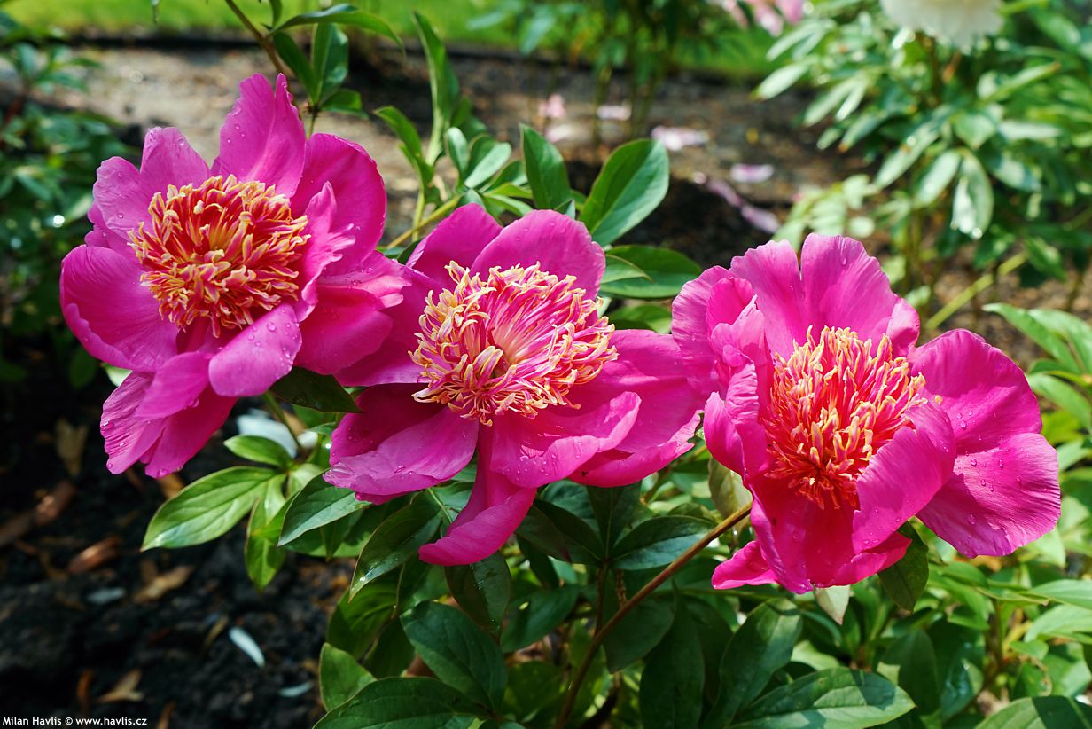 paeonia Neon