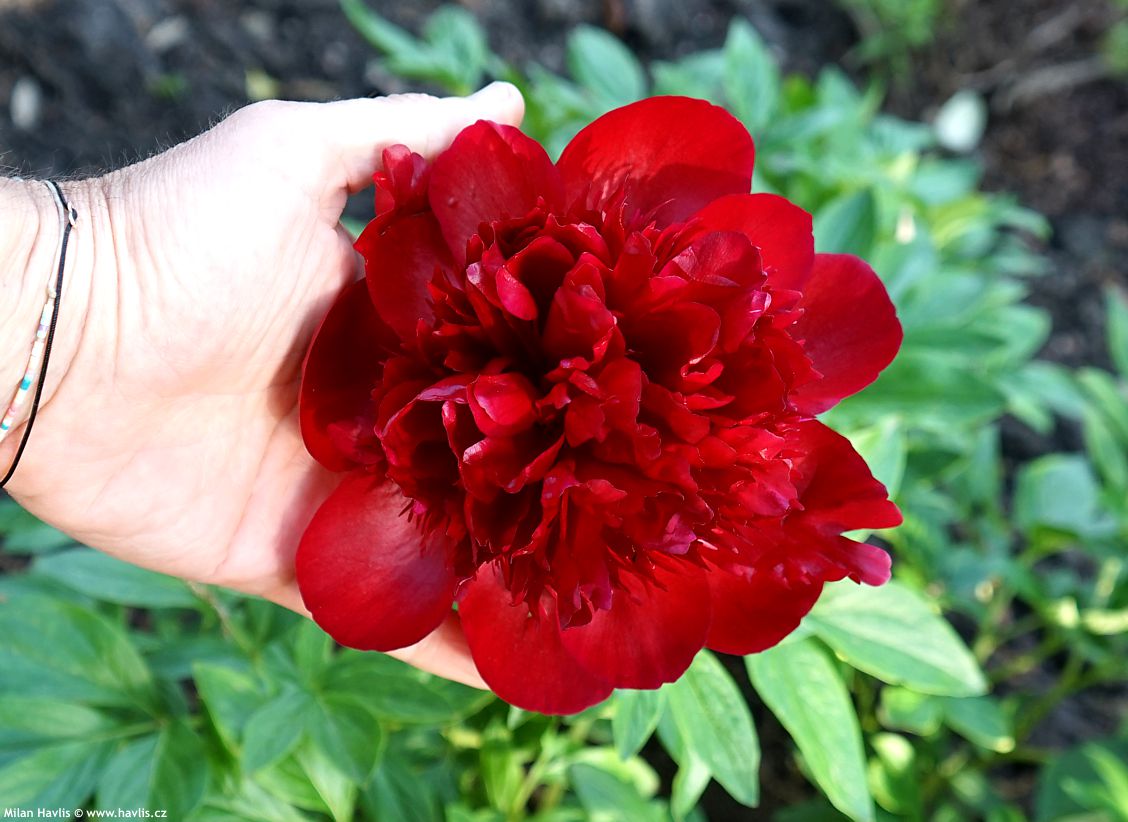 paeonia Red Charm