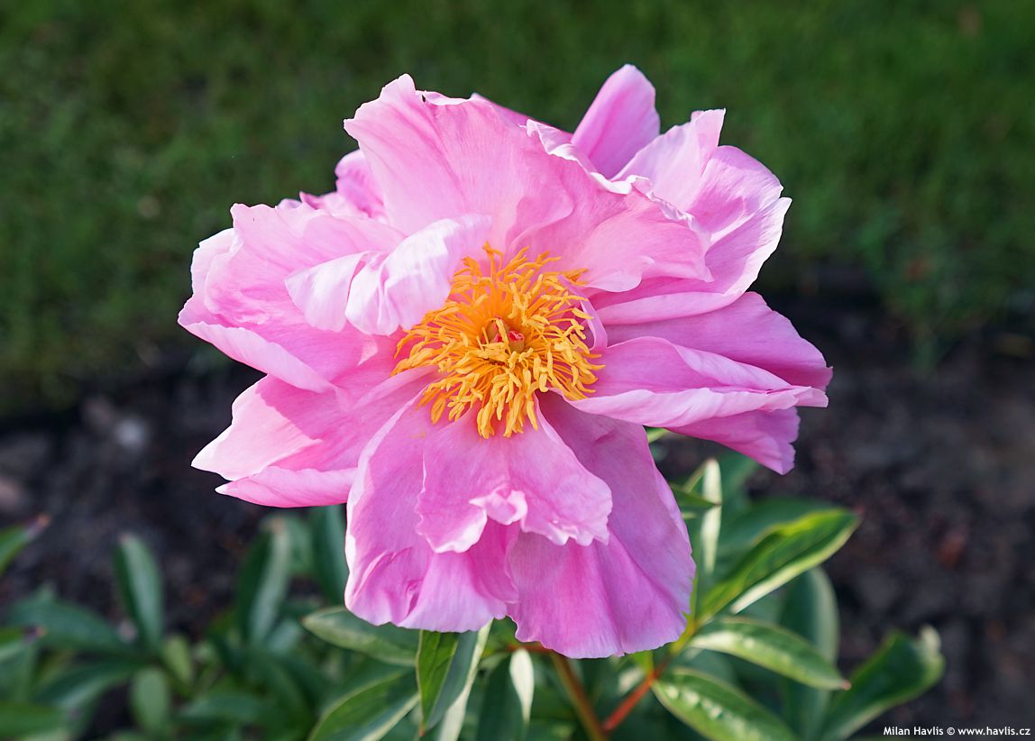 paeonia Sea Shell
